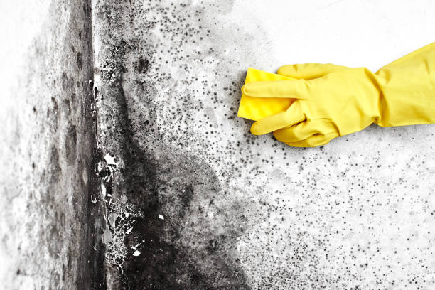 Best Industrial Mold Remediation  in Grafton, WV