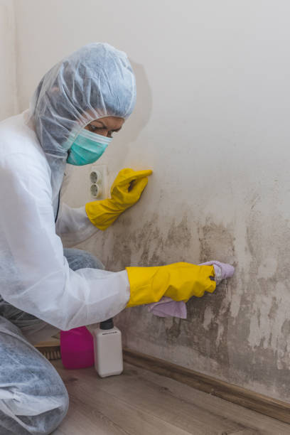 Grafton, WV Mold Removal Company