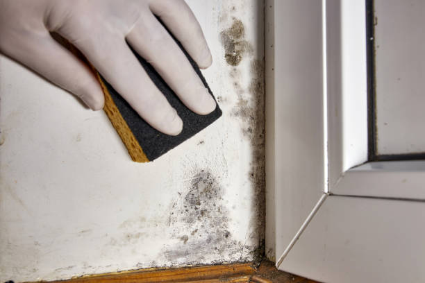 Best Water Damage & Mold Remediation  in Grafton, WV